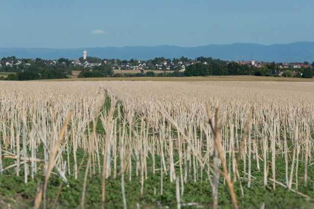 Balade ludique à Truchtersheim