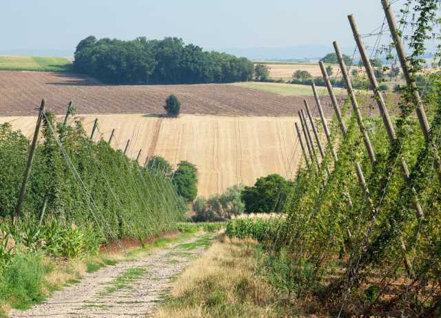 Visite guidée en remorque tractée du Sentier du Houblon
