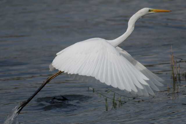 Les oiseaux d'eau hivernants