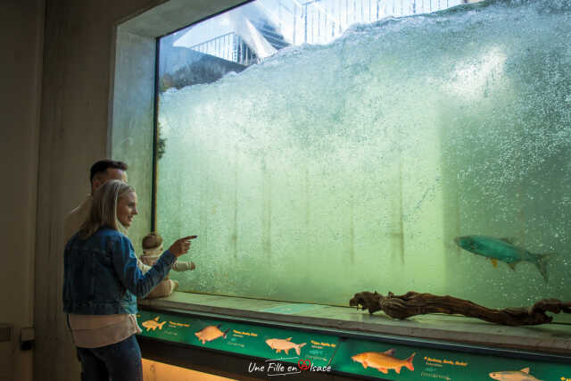 Visite guidée privilège des coulisses de la passe à poissons