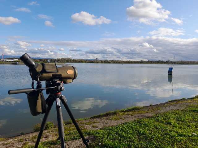 Les oiseaux hivernants sur le Rhin