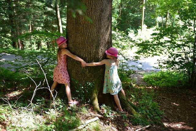 Sylvothérapie : à la découverte des bienfaits des arbres et de l'énergie de la nature