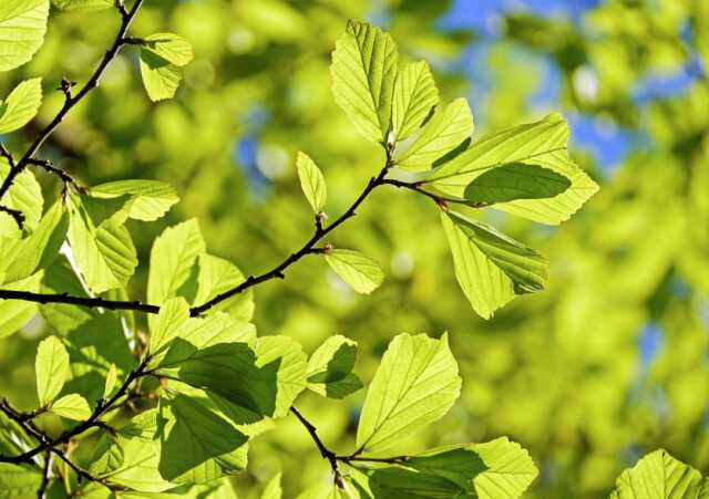 Un coin de nature préservé