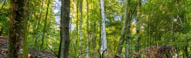 Balade nature et patrimoine : la forêt, un écosystème bienfaisant