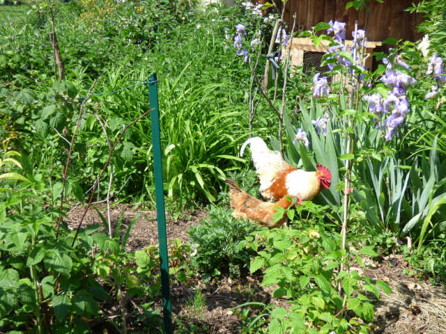 ATELIER ARCHITECTURE ET PAYSAGE: Pour un jardin vivant, recettes de la biodiversité