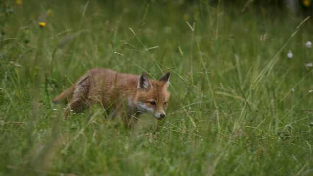 Ciné-débat : Des fraises pour le renard