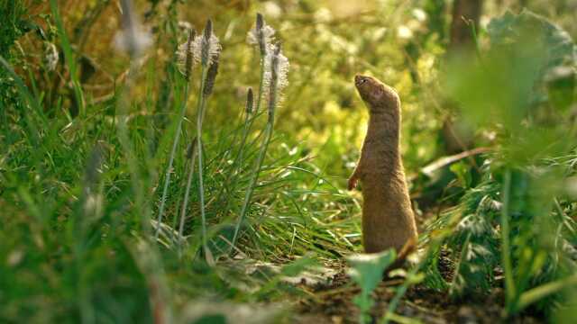 Ciné-débat : La vie secrète du jardin