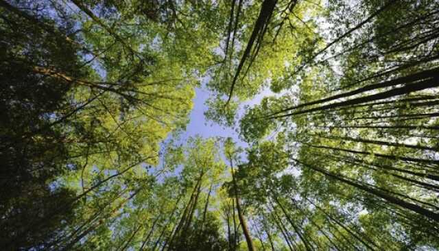 Ciné-débat : Mal-Hêtre, enquête sur la forêt française