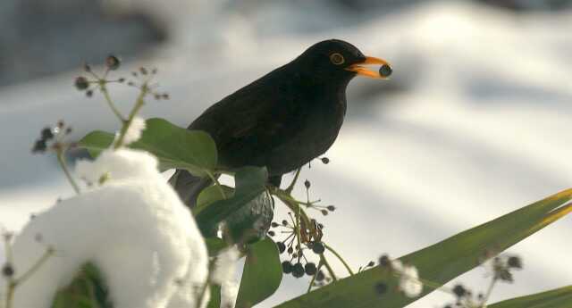 Ciné-débat : Mes voisins sauvages