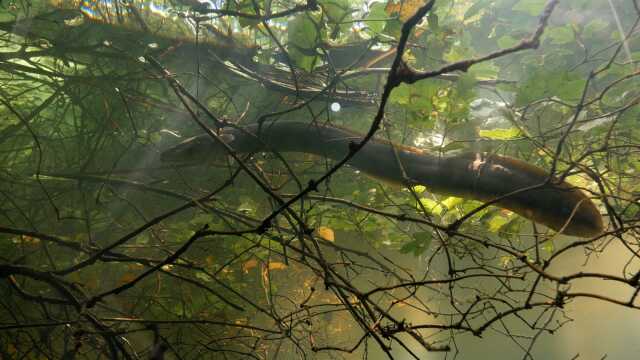 Ciné-débat : Le fleuve invisible, un trésor sous la plaine du Rhin