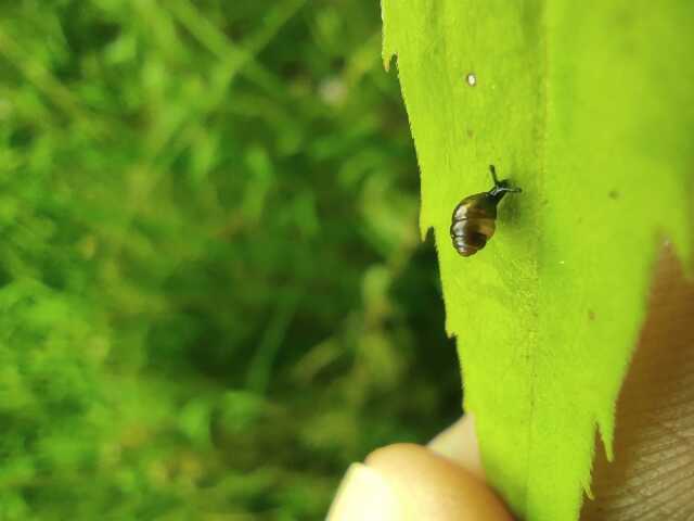 A la découverte des mollusques des Vosges du Nord
