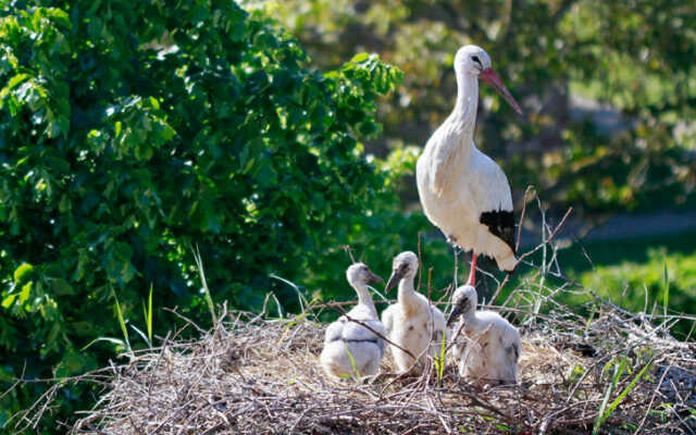 Rendez-vous nature : Rencontre avec la cigogne d’Alsace