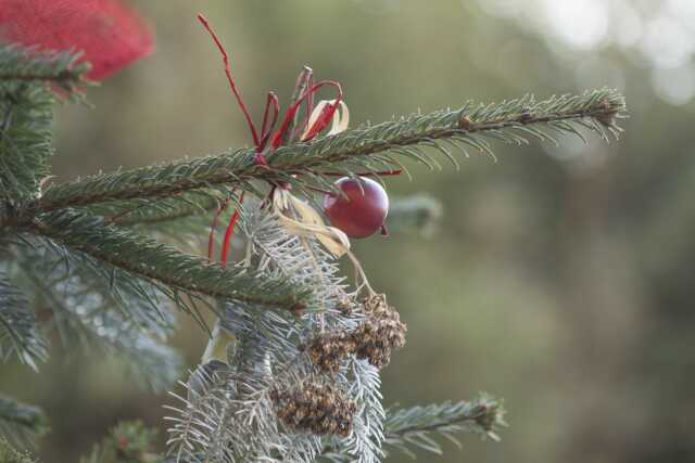 Noël aux Jardins de Gaïa