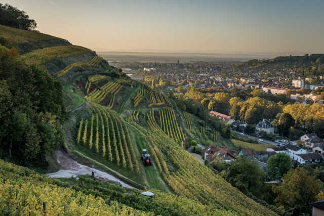 Marche Gourmande du vin nouveau