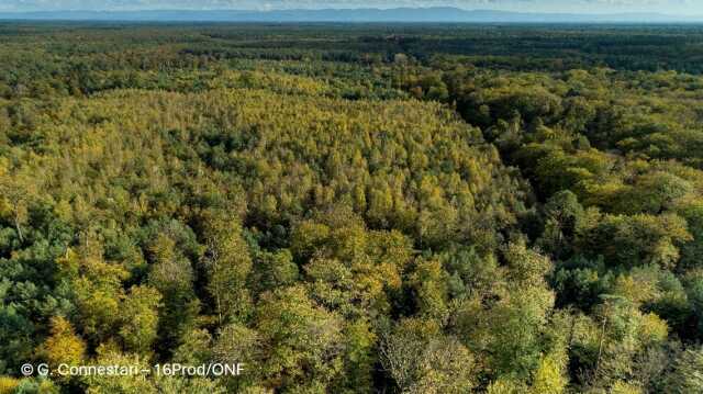 Forêt et changement climatique