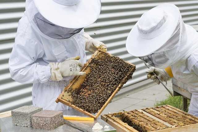 Découverte de l'apiculture