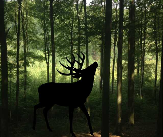 Sortie brame du cerf