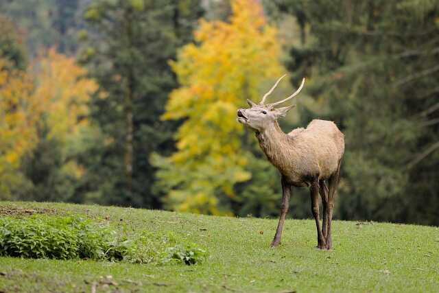 Sortie brame du cerf