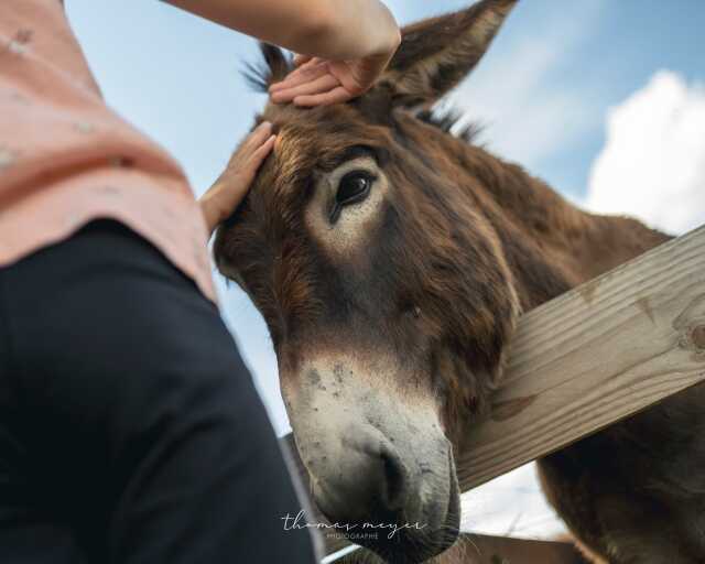 Hexe Hoft : La magie des animaux