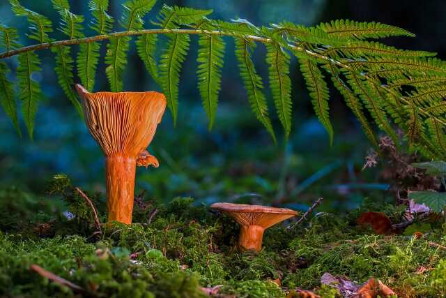 Balade à la découverte des champignons, des mousses et des lichens