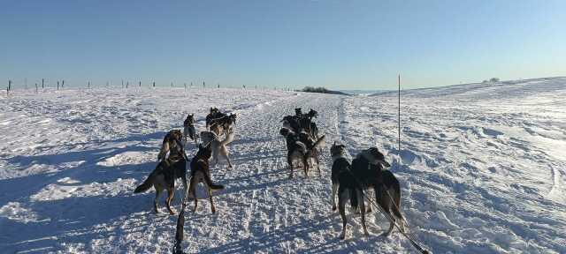 Balade en chiens de traineau