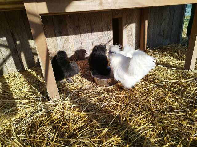 Ateliers nature de la ferme Le Pré des anim'O