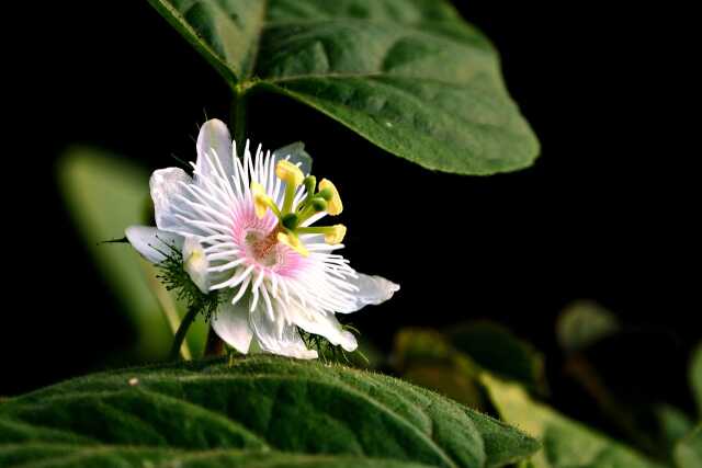 Eclat floral dans les vignes