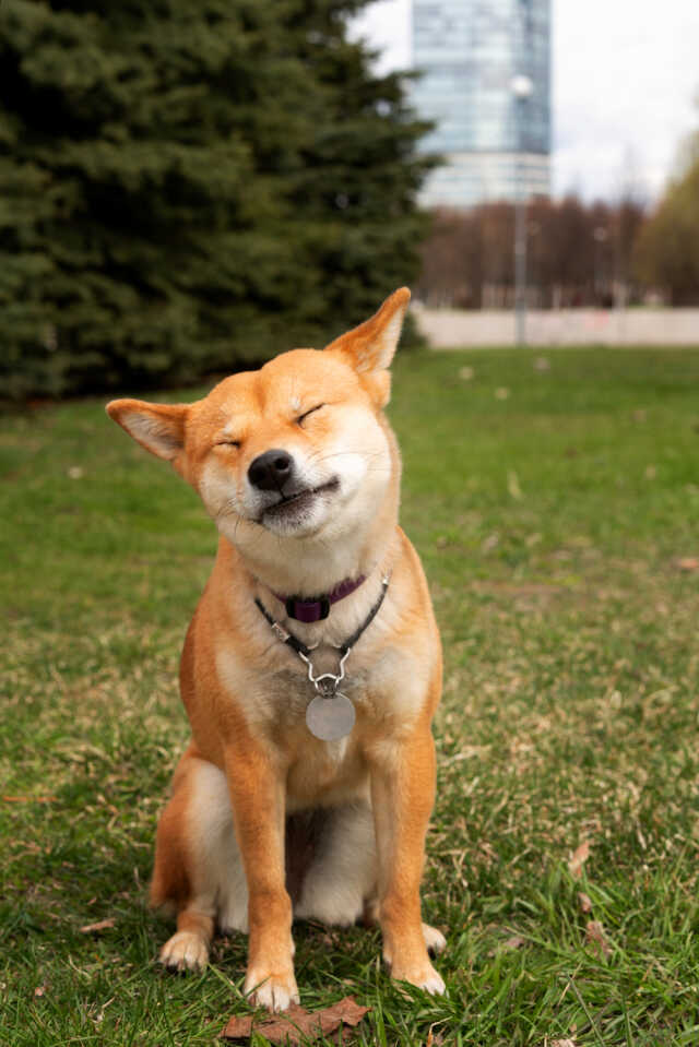 Canid'Day