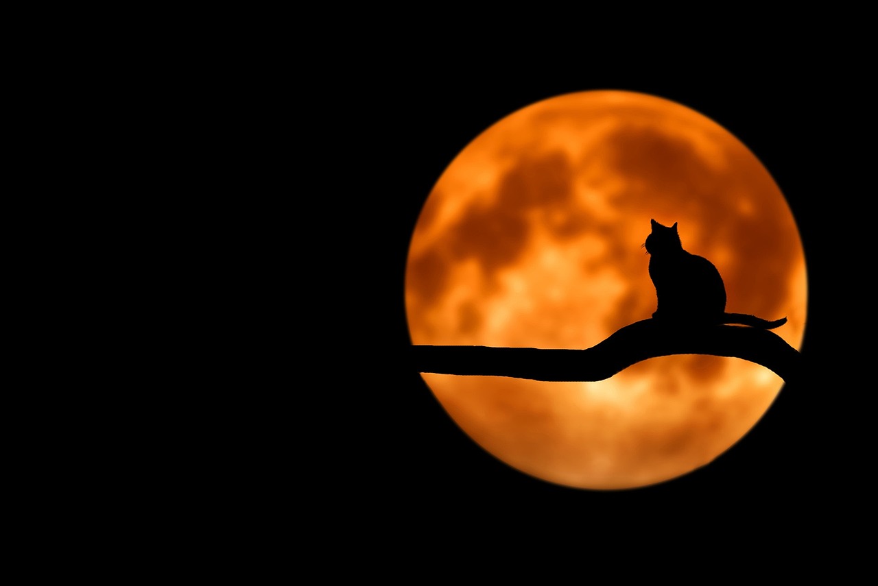 Atelier de création du mercredi : la lune rousse