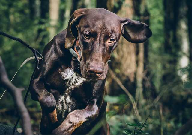 Battue pour le lot 3 