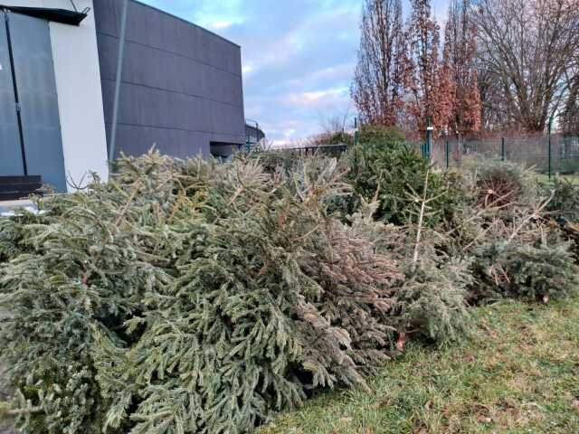 Collecte de sapins de Noël pour broyage