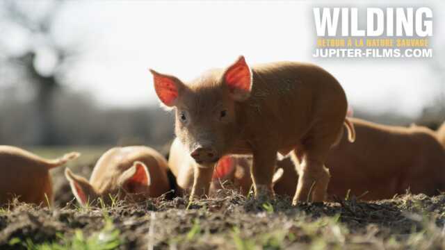 Cinéma - Wilding , retour à la nature sauvage
