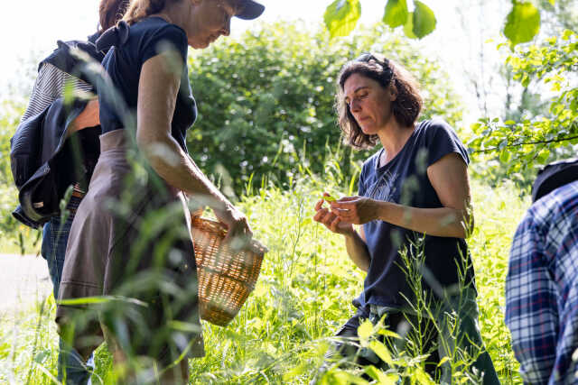 Sortie découverte des plantes sauvages