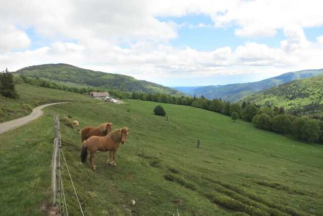 Club Vosgien : Le circuit du Markstein