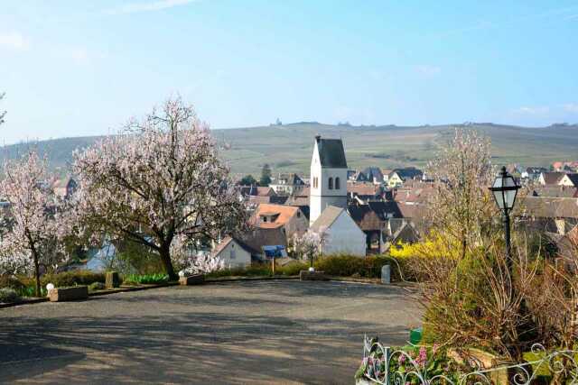 Club Vosgien  : Les amandiers en fleurs de Mittelwihr à Hunawihr