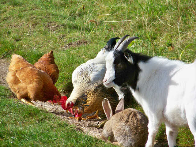 Chasse aux œufs du Schallern