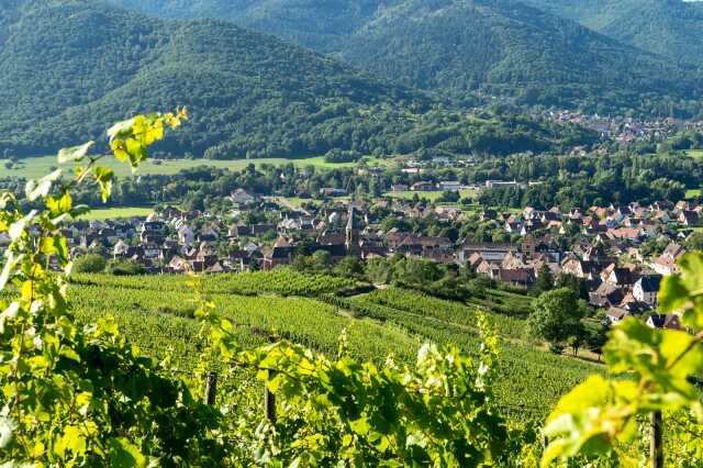 Vignoble en scène : Sophrologie dans les vignes