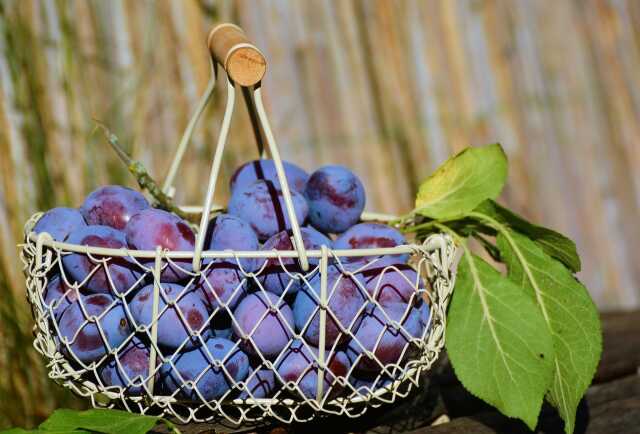 Fête de la tarte aux quetsches