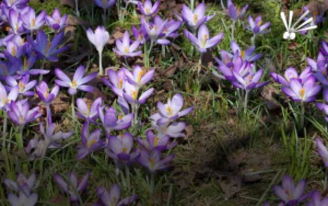 Sortie nature : premières fleurs de printemps