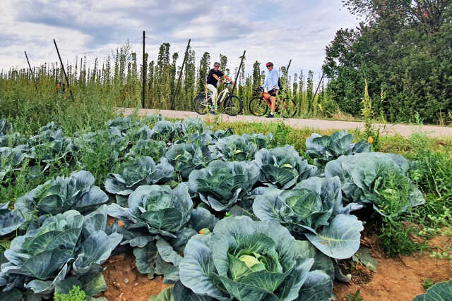 Circuit gourmand à vélo - Choucroute et Houblon