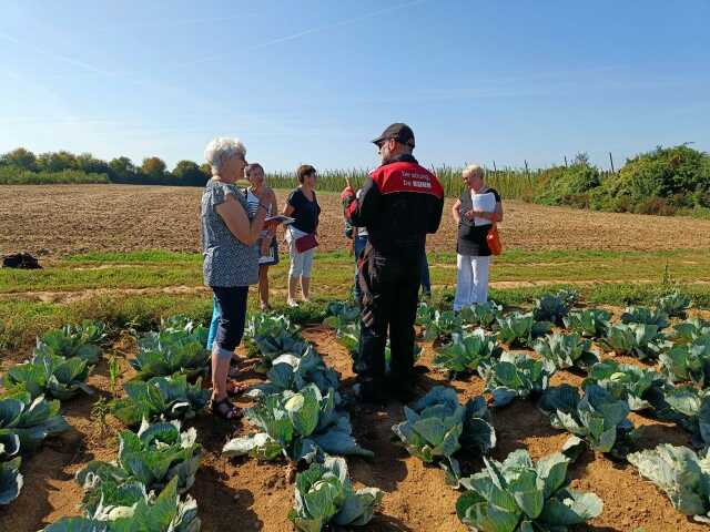 Visite découverte : culture du chou à choucroute et du houblon