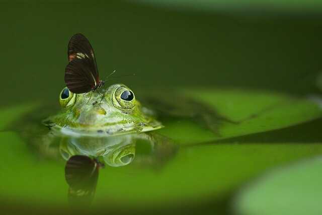 Nature et jardin