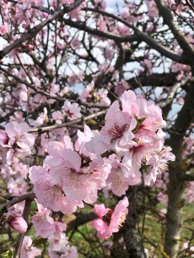 Le Mandelberg et la floraison des amandiers