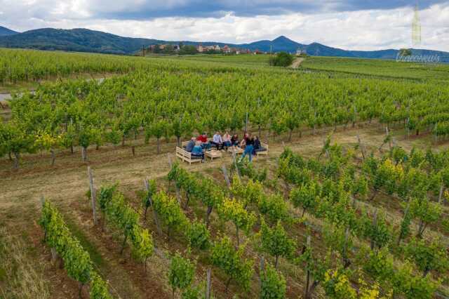 A la découverte du Grand Cru Sonnenglanz - Visite et dégustation au cœur du vignoble