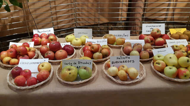 Exposition de fruits d'automne