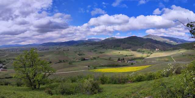 Balade à la découverte des Vignes et minéraux avec Charlotte