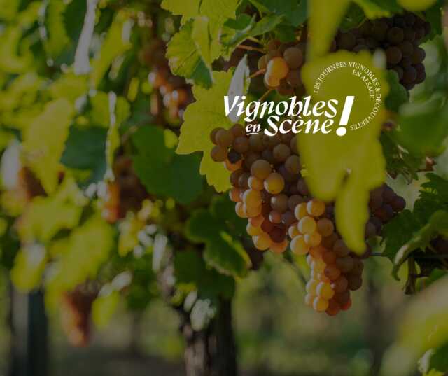 Vignobles en Scène Alsace: Accords mets & vins (chocolat ou fromages)