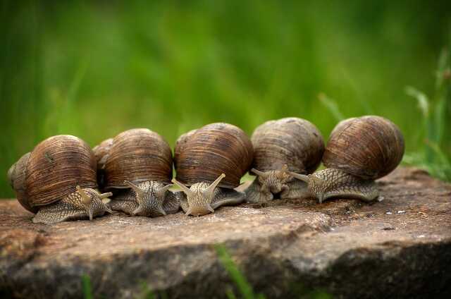 Fête de l'escargot par les Schnackers