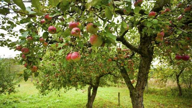 Cours de taille sur arbres fruitiers