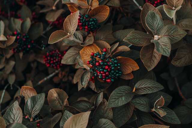 Sortie nature - Fruits sauvages
